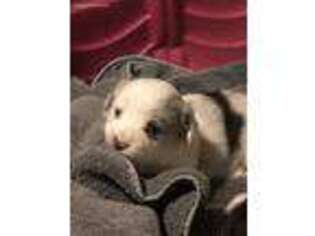 Cardigan Welsh Corgi Puppy for sale in Hastings, NE, USA