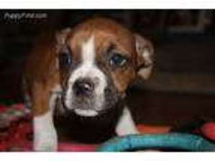 Olde English Bulldogge Puppy for sale in Newport, VT, USA