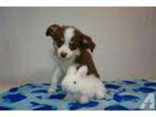 Miniature Australian Shepherd Puppy for sale in MELBOURNE, FL, USA
