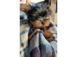 Yorkshire Terrier Puppy for sale in Caldwell, ID, USA