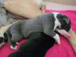 Great Dane Puppy for sale in Willow Spring, NC, USA