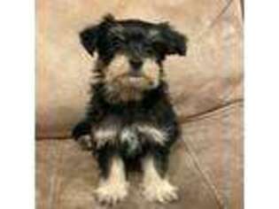 Yorkshire Terrier Puppy for sale in Alvarado, TX, USA