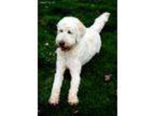 Goldendoodle Puppy for sale in Brownsville, OR, USA