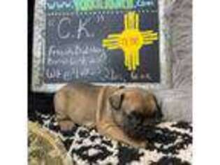 French Bulldog Puppy for sale in Colorado City, TX, USA
