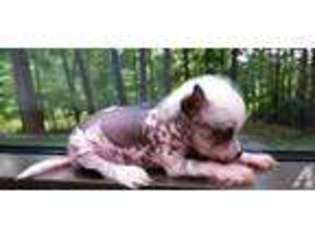 Chinese Crested Puppy for sale in SALEM, OH, USA