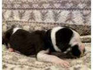 Medium Photo #1 Great Dane Puppy For Sale in Richburg, SC, USA