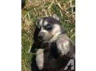 Siberian Husky Puppy for sale in KENNEWICK, WA, USA