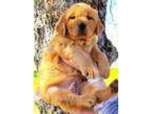 Mutt Puppy for sale in Copperopolis, CA, USA