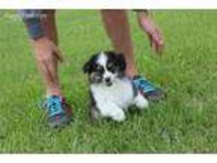 Miniature Australian Shepherd Puppy for sale in West Unity, OH, USA