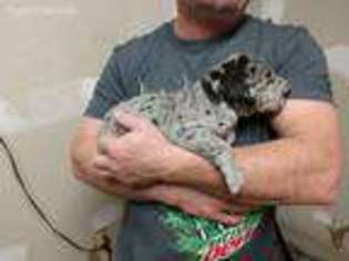 Great Dane Puppy for sale in Cheraw, SC, USA