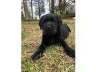 Labrador Retriever Puppy for sale in Anderson, SC, USA