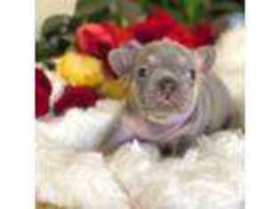 French Bulldog Puppy for sale in Desert Hot Springs, CA, USA