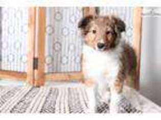 Shetland Sheepdog Puppy for sale in Fort Myers, FL, USA