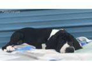 Great Dane Puppy for sale in Abilene, TX, USA