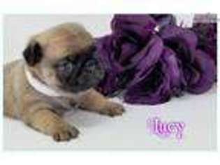 Pug Puppy for sale in Nashville, TN, USA