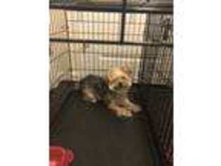Yorkshire Terrier Puppy for sale in Hanover, MD, USA