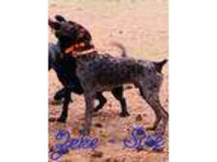 German Shorthaired Pointer Puppy for sale in Lexington, SC, USA