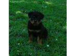 Rottweiler Puppy for sale in Carthage, MO, USA