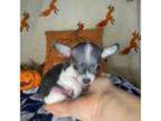Chihuahua Puppy for sale in Harrison, NJ, USA