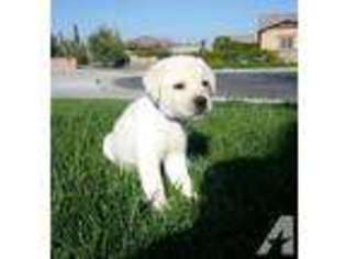 Labrador Retriever Puppy for sale in CORONA, CA, USA