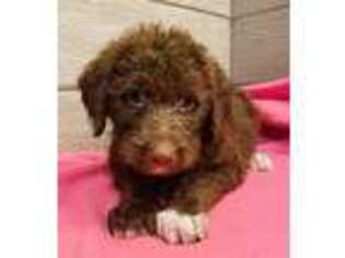 Labradoodle Puppy for sale in Battle Lake, MN, USA