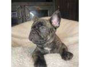 French Bulldog Puppy for sale in Sun Prairie, WI, USA