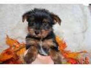 Yorkshire Terrier Puppy for sale in Elkhart, IN, USA