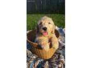 Goldendoodle Puppy for sale in Louisa, KY, USA