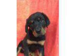 Rottweiler Puppy for sale in Natrona Heights, PA, USA