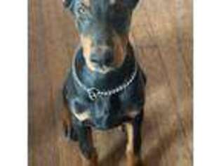Doberman Pinscher Puppy for sale in New Castle, CO, USA