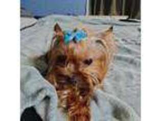 Yorkshire Terrier Puppy for sale in Houston, TX, USA