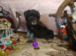 Mutt Puppy for sale in Rio Rico, AZ, USA