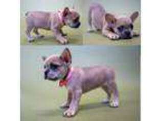 French Bulldog Puppy for sale in Harrisburg, SD, USA