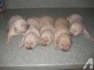 Golden Retriever Puppy for sale in LONDON, OH, USA