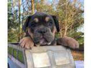 Olde English Bulldogge Puppy for sale in Millersburg, OH, USA