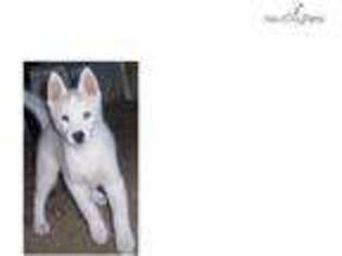 Siberian Husky Puppy for sale in Joplin, MO, USA