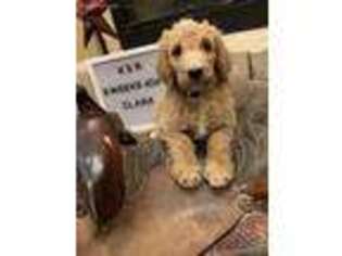 Goldendoodle Puppy for sale in Kempner, TX, USA