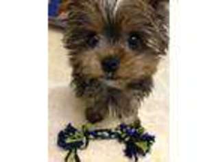 Yorkshire Terrier Puppy for sale in BEAVER, PA, USA