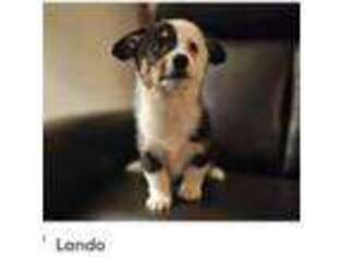Pembroke Welsh Corgi Puppy for sale in Woodland, WA, USA