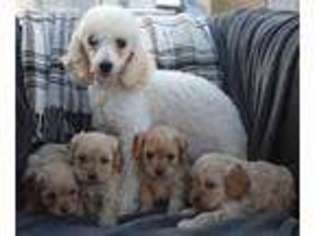 Cavapoo Puppy for sale in Kissimmee, FL, USA