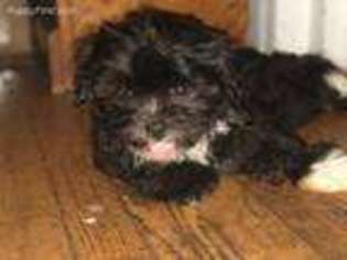 Mutt Puppy for sale in Ocean City, NJ, USA