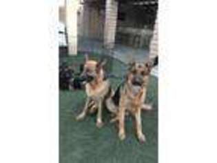 German Shepherd Dog Puppy for sale in Yucca Valley, CA, USA