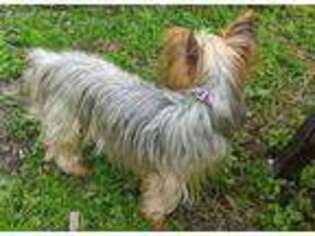 Yorkshire Terrier Puppy for sale in Porter, TX, USA