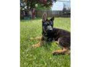 German Shepherd Dog Puppy for sale in Warminster, PA, USA