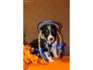 Border Collie Puppy for sale in Calamus, IA, USA