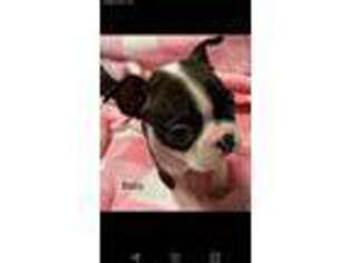 Boston Terrier Puppy for sale in Miamisburg, OH, USA