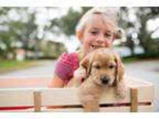 Labradoodle Puppy for sale in Clearwater, FL, USA