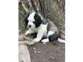 Saint Bernard Puppy for sale in Interlaken, NY, USA