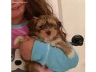 Shorkie Tzu Puppy for sale in Bishopville, SC, USA
