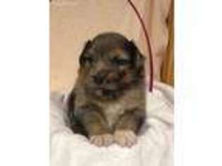 Miniature Australian Shepherd Puppy for sale in Tallassee, AL, USA